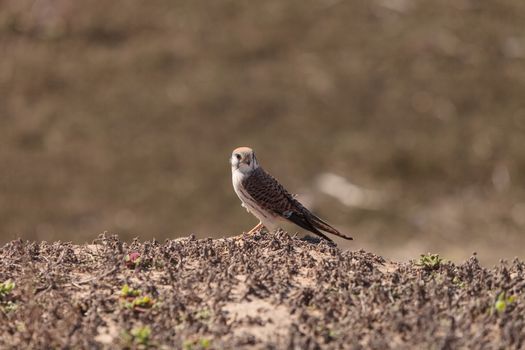 Female American kestrel bird, Falco sparverius, is North America’s smallest falcon. This bird of prey is a red brown color.