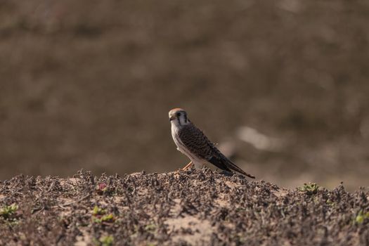 Female American kestrel bird, Falco sparverius, is North America’s smallest falcon. This bird of prey is a red brown color.