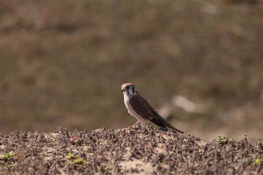 Female American kestrel bird, Falco sparverius, is North America’s smallest falcon. This bird of prey is a red brown color.