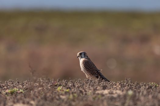 Female American kestrel bird, Falco sparverius, is North America’s smallest falcon. This bird of prey is a red brown color.