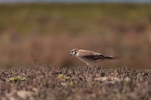 Female American kestrel bird, Falco sparverius, is North America’s smallest falcon. This bird of prey is a red brown color.