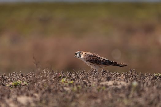 Female American kestrel bird, Falco sparverius, is North America’s smallest falcon. This bird of prey is a red brown color.