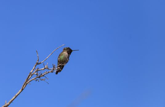 Male Anna’s Hummingbird, Calypte anna, is a green and red bird sitting in a tree at the San Joaquin wildlife sanctuary, Southern California, United States.