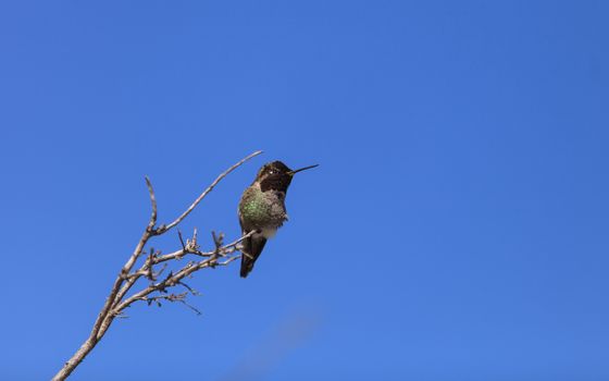 Male Anna’s Hummingbird, Calypte anna, is a green and red bird sitting in a tree at the San Joaquin wildlife sanctuary, Southern California, United States.