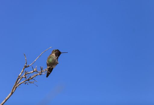 Male Anna’s Hummingbird, Calypte anna, is a green and red bird sitting in a tree at the San Joaquin wildlife sanctuary, Southern California, United States.