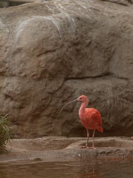Scarlet ibis, Eudocimus ruber, is a bright pink bird found in the Caribbean and South America in rivers, marshes and streams.