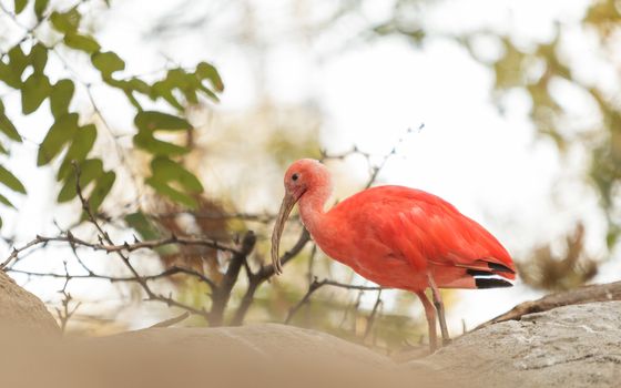 Scarlet ibis, Eudocimus ruber, is a bright pink bird found in the Caribbean and South America in rivers, marshes and streams.