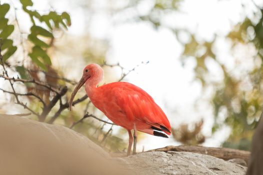 Scarlet ibis, Eudocimus ruber, is a bright pink bird found in the Caribbean and South America in rivers, marshes and streams.