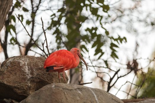 Scarlet ibis, Eudocimus ruber, is a bright pink bird found in the Caribbean and South America in rivers, marshes and streams.