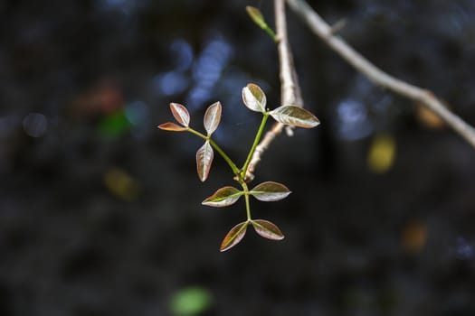 Leaf bud, the growth of trees in nature.