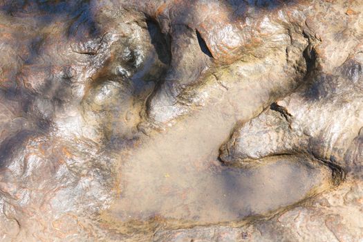 Detail of dinosaur tracks in thailand (dinosaur, footprints, footprint)