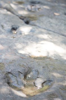 Detail of dinosaur tracks in thailand (dinosaur, footprints, footprint)