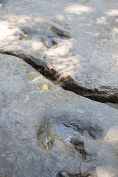 Detail of dinosaur tracks in thailand (dinosaur, footprints, footprint)