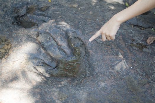 Detail of dinosaur tracks in thailand (dinosaur, footprints, footprint)