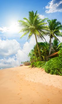 Sandy beach with big green palm trees