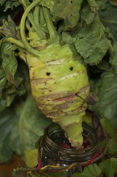 French turnip with a funny face. Vegetable face