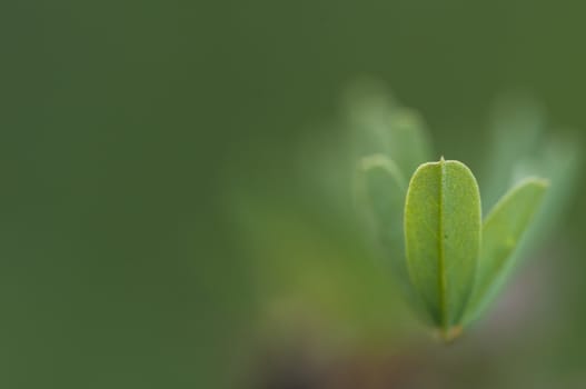 Small leaf with green background. Shallow depth of field