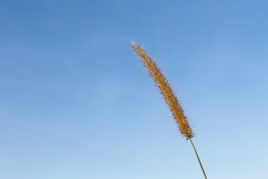 Flowering grass