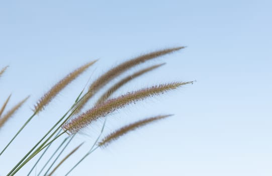 Flowering grass