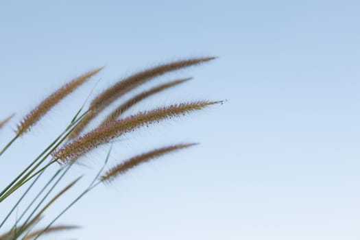 Flowering grass