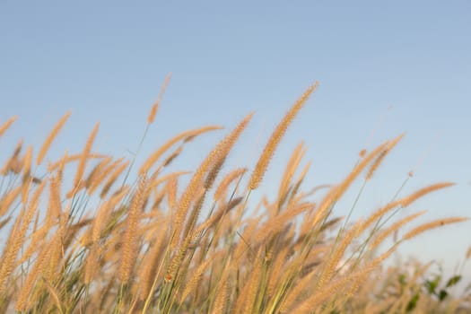 Flowering grass