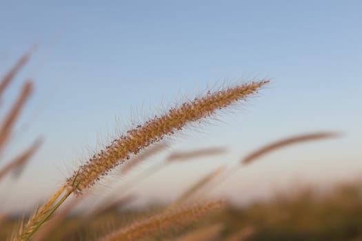 Flowering grass