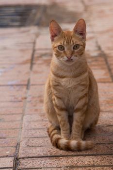 Serious orange cat sitting on the tone in tone tiles. Serious expression, polite way of sitting. Funny mustache.