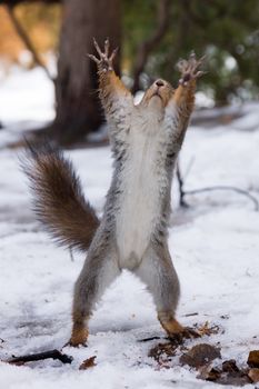 the photograph shows a squirrel on a tree