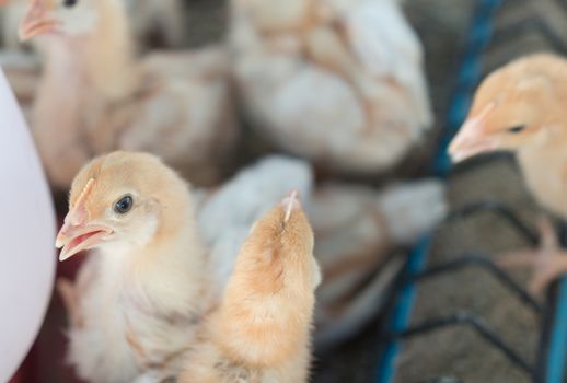 Group of chicks crowded in farm