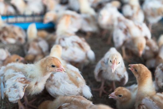 Group of chicks crowded in farm