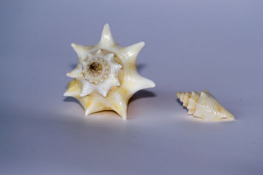 Spiral sea shell collected in Varadero (Cuba)