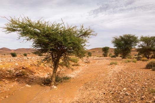 acacia grows in the dried-up river, Sahara desert Morocco