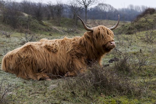 galloway deer in the wild in Holland dunes 