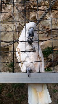 Beautiful White Cockatoo Parrot (Cacatua alba) in Cage