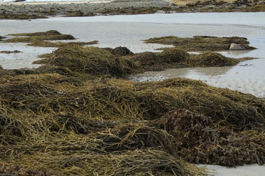 Nature, Sea & Ocean, Water, beach, foreshore
