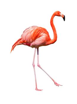 Dancing red caribbean flamingo isolated on white background