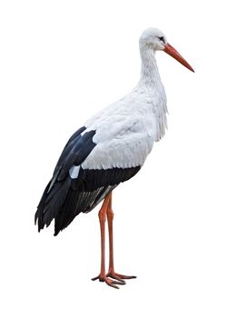 White Stork bird (Ciconia ciconia) isolated on white background