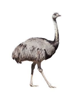 Rhea americana isolated on white background. Clipping path included