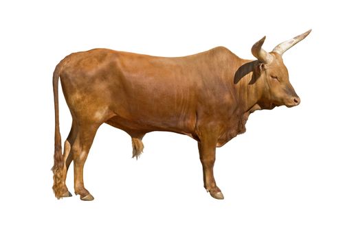 Watusi bull (Bos primigenius taurus) isolated on white background. Also known as  Egyptian or Hamitic Longhorn.