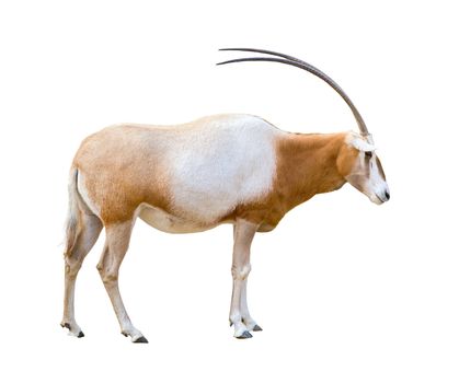 Scimitar Horned Oryx (damma) isolated on white background