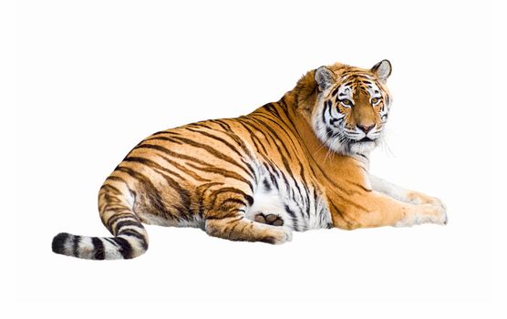 Siberian tiger lying isolated on white