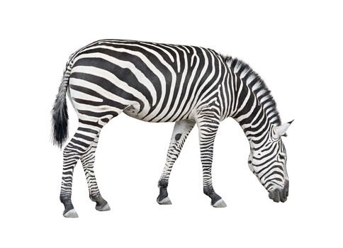 Common plane zebra isolated on white background with clipping path