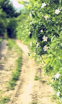 Wild roses in bloom, near rural road - vintage look