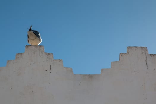 Traditional details of the arabian architecture. White wall with a sitting seagull, view from his back. Bright blue sky.