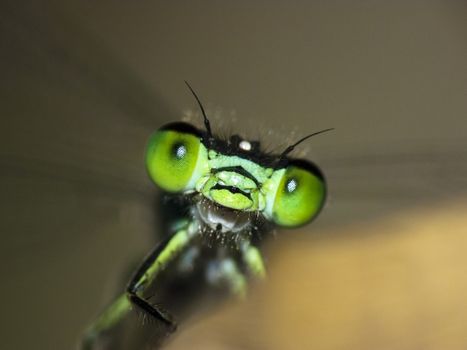 Extreme macro view of green damselfly