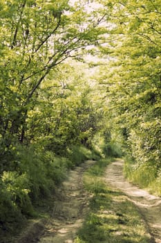 Forest path in spring, the sun shining through the trees
