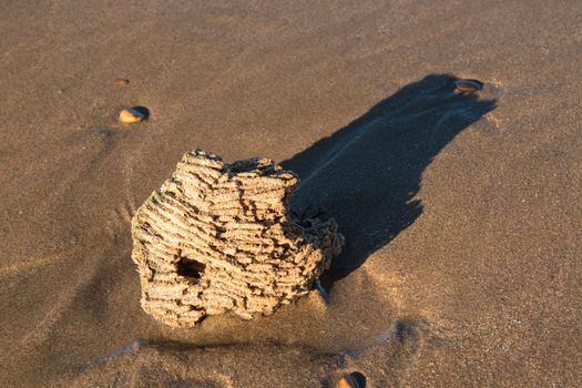 Wet sand of the beach. Detail of a sea life structure. Long evening shadow.