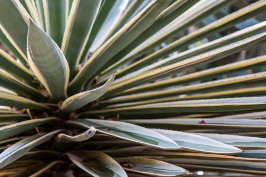 Leaves of a plant creating a texture.