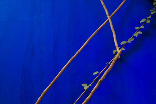 Contrast of a natural structure and of a blue wall.