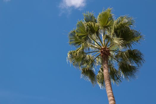 Wind and sunlight in the leaves of a tall palm tree. Blue sky in the background, just one cloud.